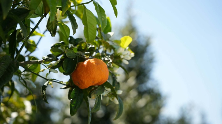 bigaradier-nabeul-zahr